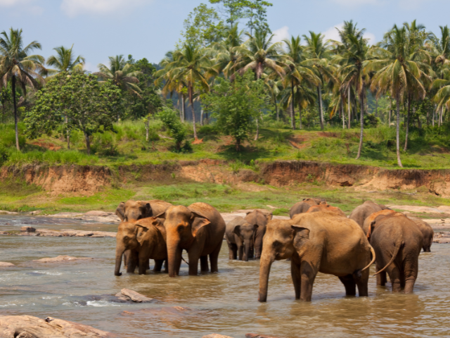 8. sri lanka